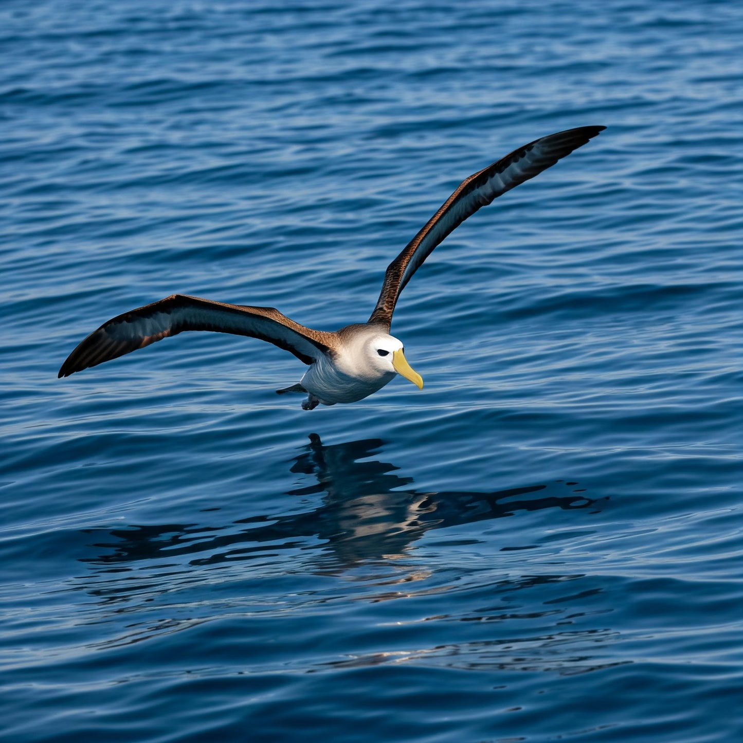 ALBATROSS