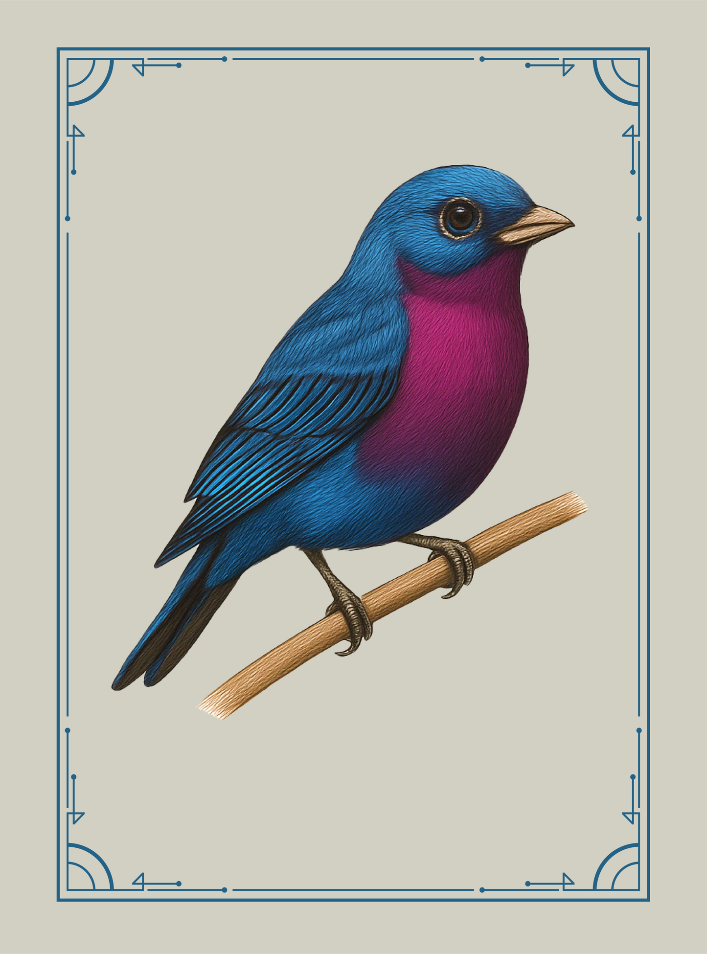 Cotinga