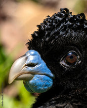 Load image into Gallery viewer, CURASSOW
