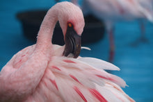 Load image into Gallery viewer, FLAMINGO
