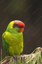 Load image into Gallery viewer, LORIKEET
