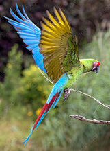 Load image into Gallery viewer, MACAW
