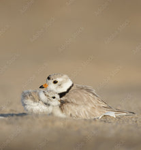 Load image into Gallery viewer, PLOVER
