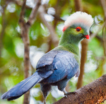 Load image into Gallery viewer, TURACO
