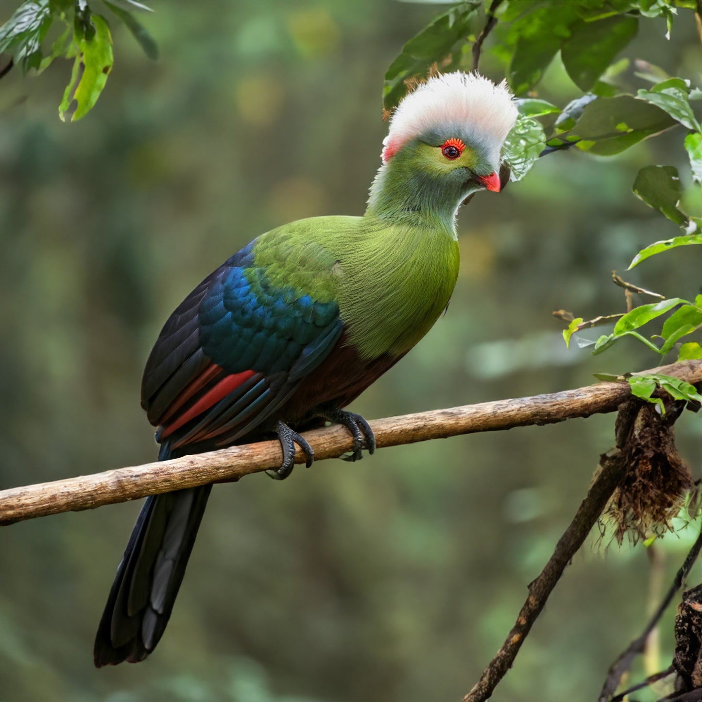 TURACO