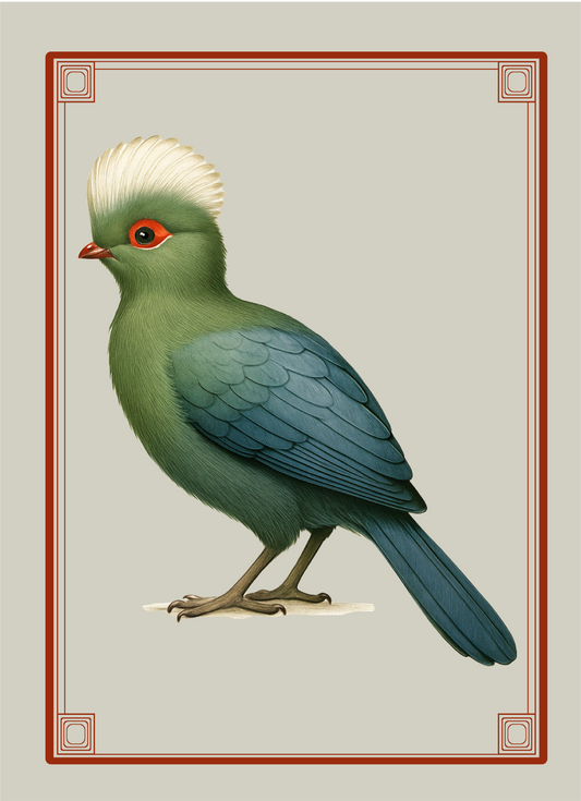 Turaco